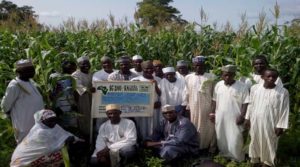 Members of Tudun Wada/Doguwa Apex Farmers Association in Kano state whose formation was also facilitated by SG2000-Nigeria