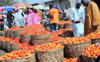 Harvested tomatoes at an unnamed market in northern Nigeria Credit: Daily Post