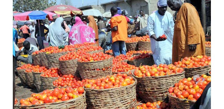 Harvested tomatoes at an unnamed market in northern Nigeria Credit: Daily Post